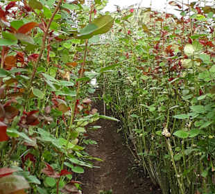 Rosenzucht am Fuße des Cotopaxi