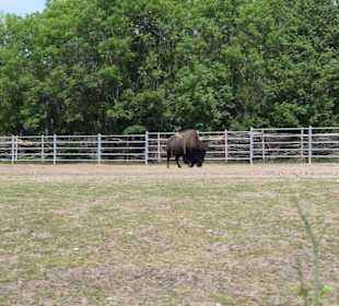 Bisons