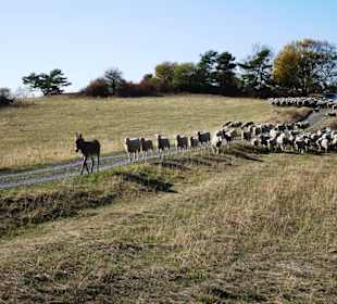 Schafherde