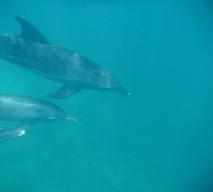 Delfintour 07.08.2012 