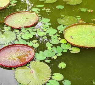 Rundgang durch den Jardin d´Eden
