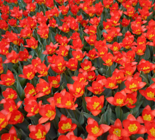 Blumenpracht im Keukenhof