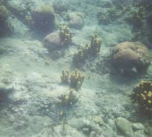 Unterwasserwelt Champagner-Riff / Dominica