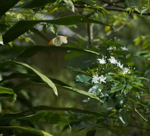 Butterfly Park Kuala Lumpur