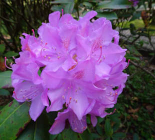 Rhododendronblüte im Parque da Cicade