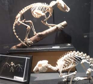 Naturhistorisches Museum