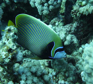 Schnorcheln am Hausriff