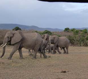 Elefanten in der Mara
