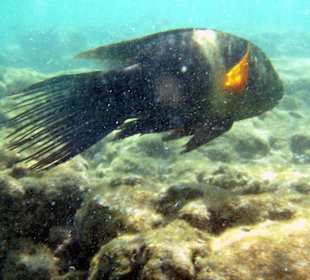Plongée sous-marine