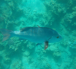 Schnorcheln Marsa Alam