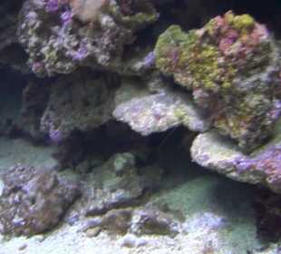 Meeresmuseum Stralsund