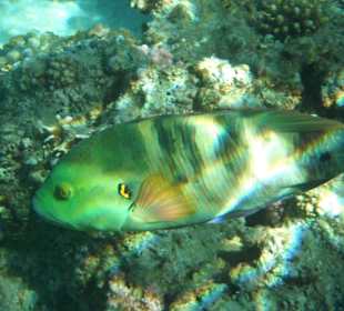 Ein schöner bunter Fisch