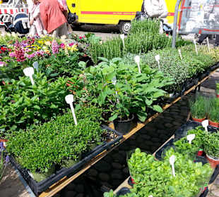 Kräuter - Markt am Münster