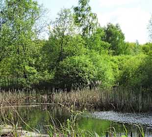 Eindrücke aus dem Stadtwald Oldenburg