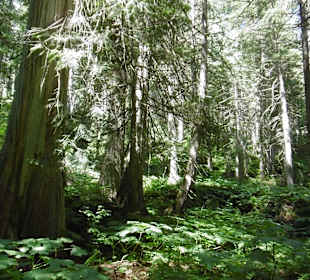 Ein "tropischer" Regenwald in British Columbia