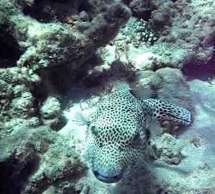 Hausriff Arabella Azur Beach