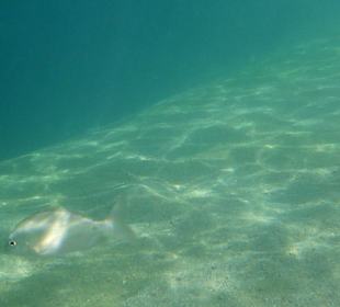 Unterwasserwelt am Strand