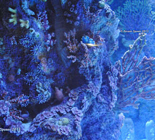 Steinpflanzen & Anemonen