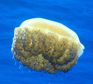 Meduza