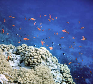 Unterwasserwelt direkt am Steg zusehen