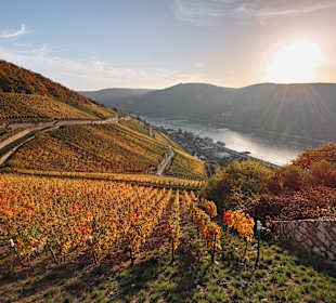 Wandern Rüdesheim am Rhein