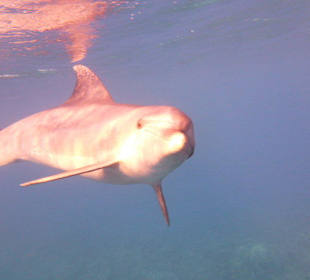 Delfintour - Hurghada