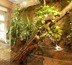 Strahlenschildkröten - Terrarium