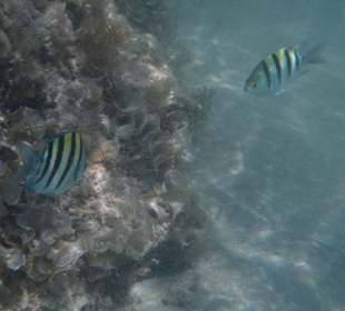 Soldatenfisch