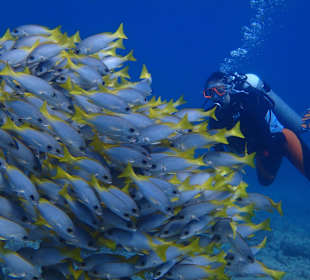 Gar nicht scheu: Schwarm von Guinea-Grunzern