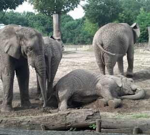 Spacer po zoo