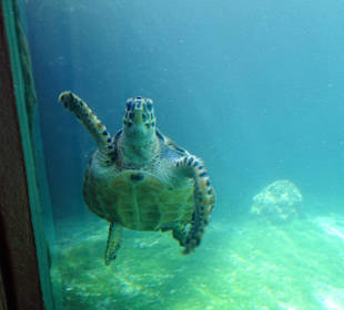 Aquarien zur Beobachtung der Schildkröten