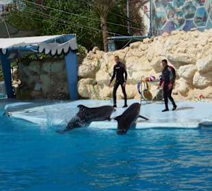 Delfin Show