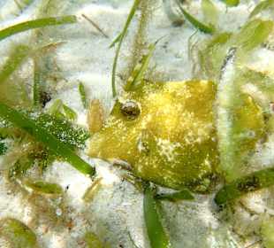 Im Seegras versteckt