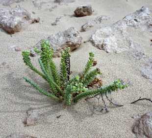 Strandwolfsmilch an der Westküste des Istmo