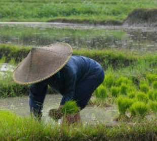 Reisfeldarbeiterin