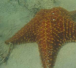 Schnorcheln Bayahibe