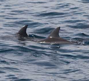 Delfin Tour Hurghada
