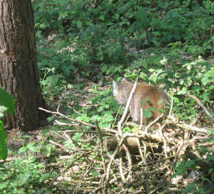 Naturpark Luchs