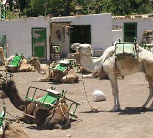 Tal von Fataga - Kamel-Farm