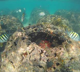 Schnorcheln Bayahibe