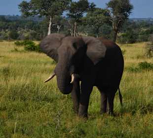 Krüger Nationalpark