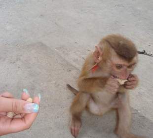 Monkey Theatre