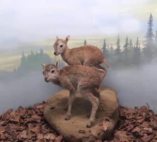 Museum Jagdtier + Vogelkunde