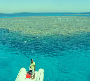 SimSim-Delphin-Schnorchelausflug