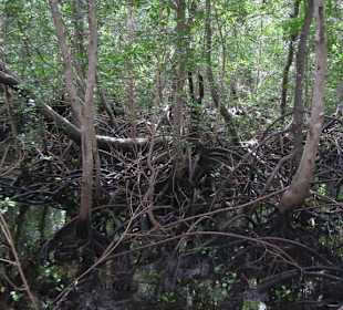 Mangroven im Jozani Forest