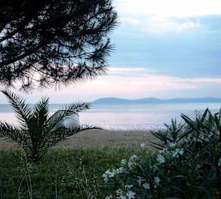 Palmen am Strand von Toroni