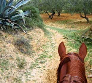 Auf dem Rücken von Sansero