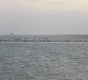 Seehundbank Tegeler Plate