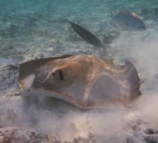 Federschwanzstechrochen