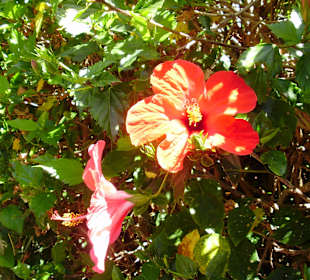 Mehr als 100 Sorten Orchideen